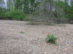 The West Branch of the Little River