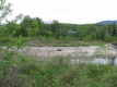 Heavy Vegetation on the Little River