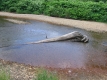 A Large Log on the Little River