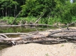 A Fallen Tree on the Little River
