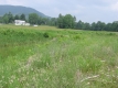 A Grassy Field near Huntington