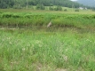 Cleared Land around the Huntington