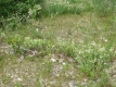 A mixed field near Huntington