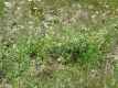 Flowers in a Field near Huntington