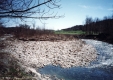 Cows Graze beyond the Little River