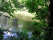 A River Through the Trees
