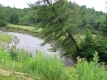 A Conifer Soon to Fall in North Wolcott