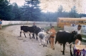 Cattle Cavalcade at Caledonia County Fair -- Lyndonville 
