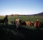 Warden Farm Cattle