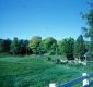 Warden Farm Cows going to pasture 