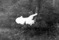 Cat Clawing Tree