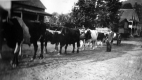 Harrly with Oxen