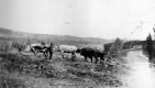 Dan Fulford's Oxen