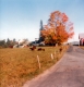 Henry Sherry's Cattle