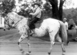 Horse at Danville Parade
