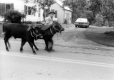 Devon steers in Danville Parade