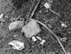 Beer Cans on Ground