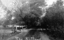 The Willows