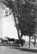 Two Horses in West Barnet