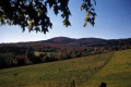 Cow on Hill, Hazen Road
