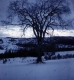 Elm Tree in Peacham