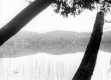 Tree branches in front of Warden Pond
