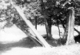 Cedar trees and boats on Warden Pond shore