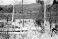 Trees knocked down by beavers in front of Warden Pond