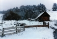 Wood fence, Wood-framed shed and conifer trees