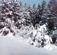 Snow covered trees on Warden farm