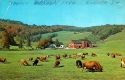 Warden Farm with grazing Cattle
