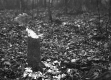Tree Stump