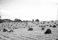 Field of Oats