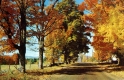 Foliage in McIndoe Falls