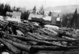 Felled Trees at Roy's Saw Mill
