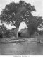 A Typical Elm