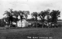 A Row of Elms in Danville
