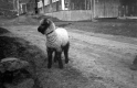Black and White Lamb