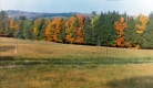 Fall Foliage Along Warden Road