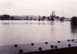 Trees in a Flooded Field