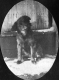Dog at Quincy Whitehill home