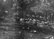 Cattle in woods near Quincy Whitehill property 