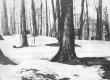 Sap buckets in woods near Quincy Whitehill property