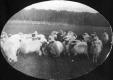 Sheep at Quincy Whitehill Farm