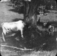 Cattle in woods near Quincy Whitehill property 