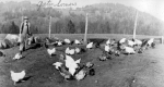Gates Somers with chickens