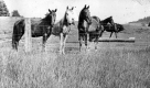 Horses in fenced-in pasture