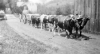 Dan Fulford's oxen hauling boiler of sawmill on Joes Brook Road 