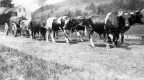 Dan Fulford's oxen hauling boiler of sawmill on Joes Brook Road 