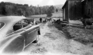 Cows lay in the road at John Lentons over Kelley Mountain